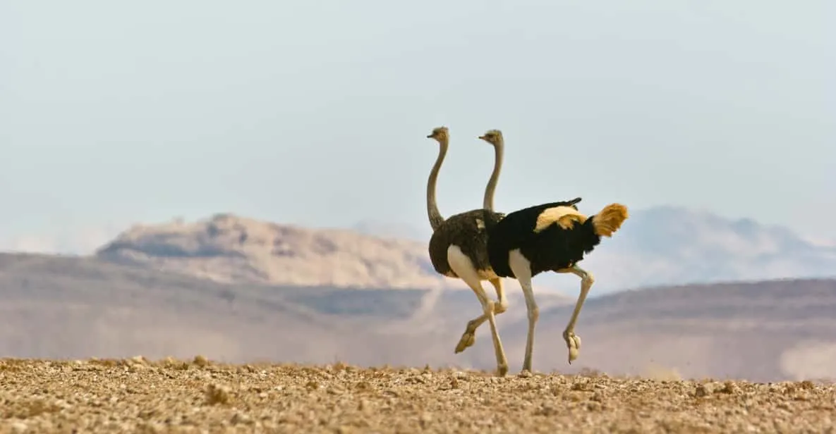 Oryx crossing the gravel moonscape of Namib-Naukluft Park on a Namib Desert day tour, Namibia