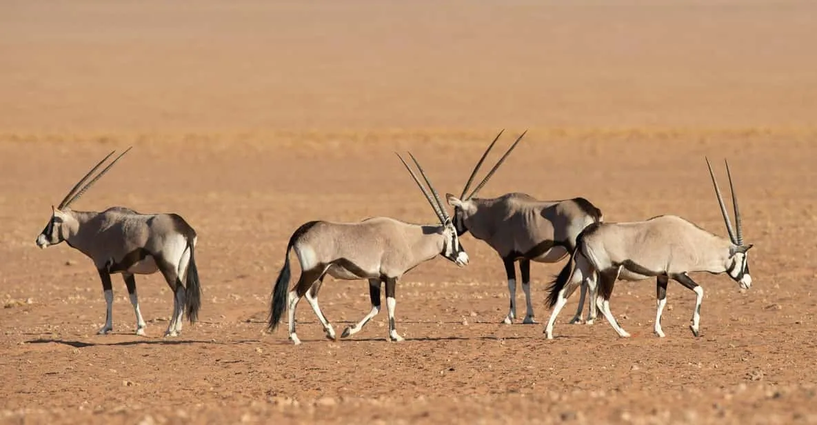 A floodlit waterhole at Okaukuejo camp at night on a 3-day Etosha National Park safari, Namibia