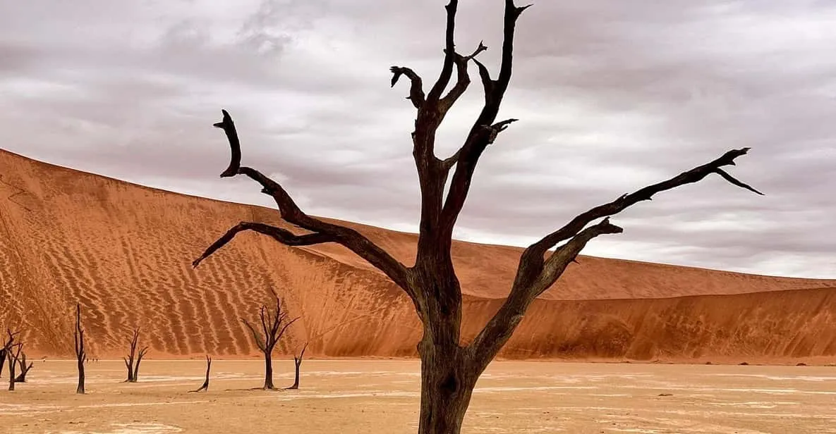 Dead camel thorn trees on the white clay pan of Deadvlei on a Sossusvlei day trip, Namib Desert, Namibia