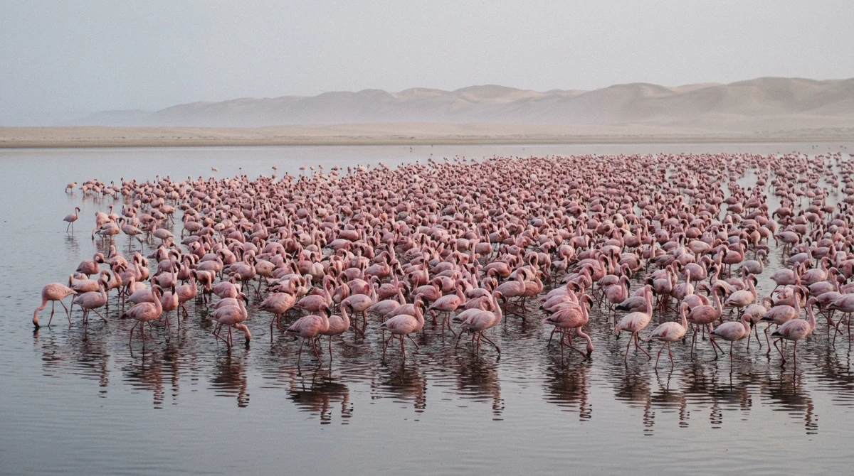 Flamingos feeding in the shallows of Walvis Bay Lagoon at the start of a Sandwich Harbour 4x4 tour, Namib Desert coast, Namibia